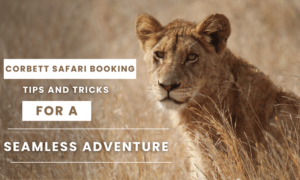 Corbett Safari Booking Tips and Tricks for a Seamless Adventure