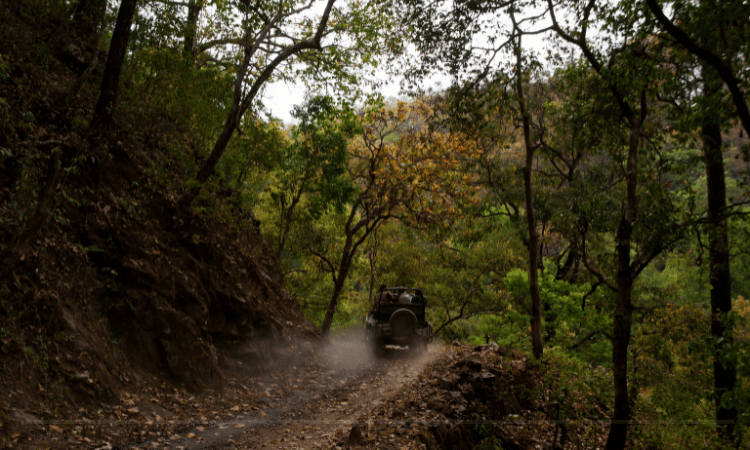 Corbett's Allure: India's Premium Safari Destination Uncovered