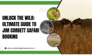 Unlock the Wild Ultimate Guide to Jim Corbett Safari Booking (1)