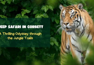 Jeep Safari in Corbett A Thrilling Odyssey through the Jungle Trails