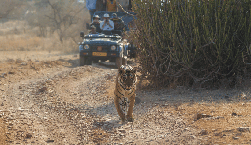 Where is Corbett Located and Why Choose Corbett Jeep Safari?